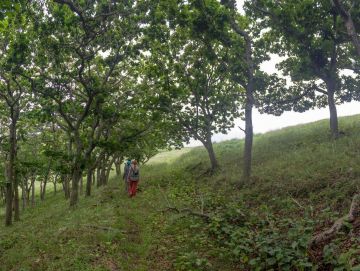 IMG 3082 Panorama
