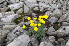 DSCF1367