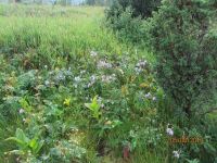 0105 poka-solnechno cvety