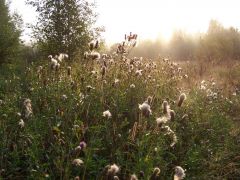 fbrusnika_005