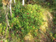fbrusnika_013
