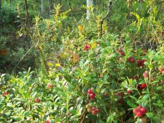 fbrusnika_015