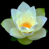 lotus