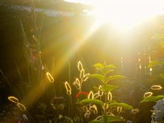 solnce luchi leto