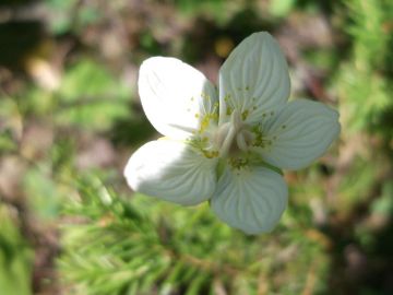 krasota