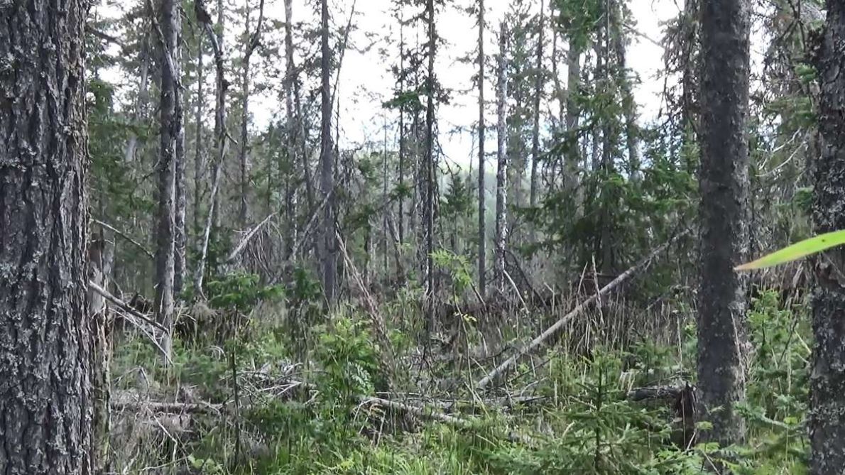 zavaly4